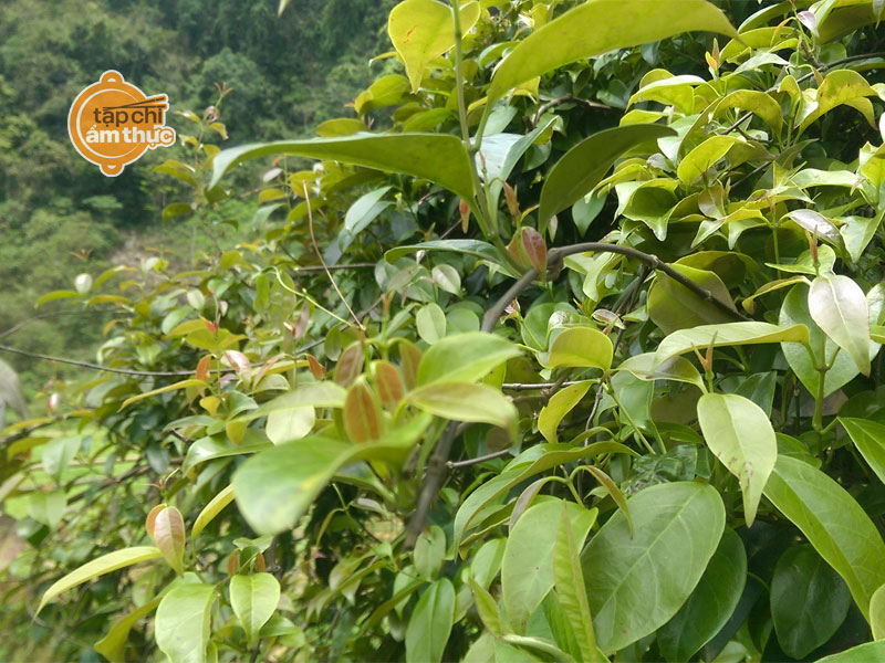 Loại lá rừng bán chẳng ai mua nhưng nay thành đặc sản được săn lùng Loại lá rừng bán chẳng ai mua nhưng nay thành đặc sản được săn lùng