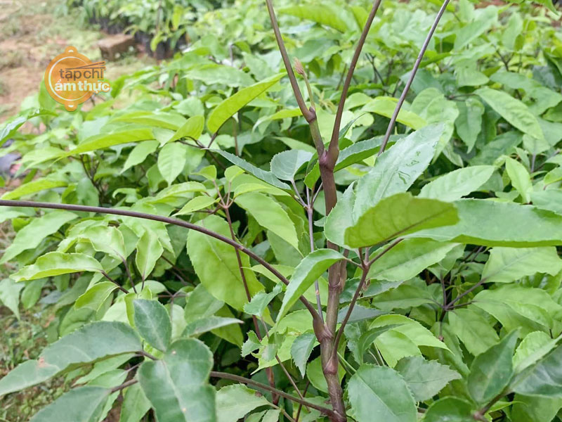 Canh lá đắng - Món ngon độc đáo của người Thanh - Nghệ Canh lá đắng - Món ngon độc đáo của người Thanh - Nghệ