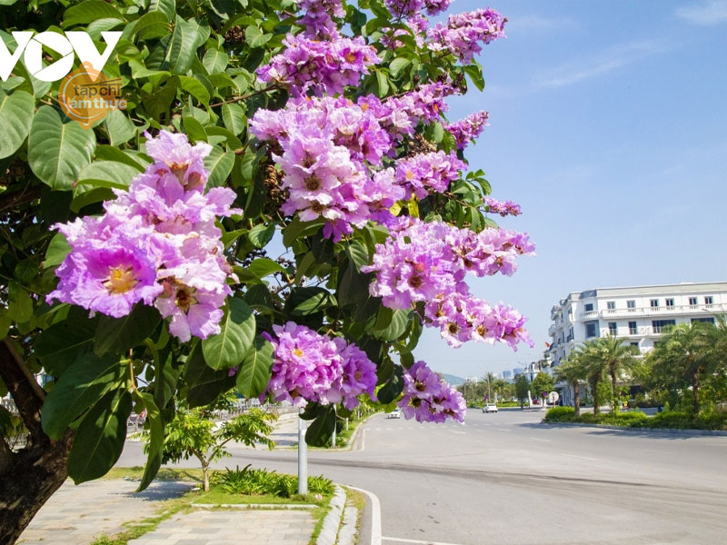 Món ăn từ hoa bằng lăng mới lạ cho ngày hè