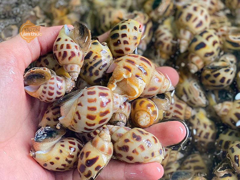 Món ốc hương hấp muối đậm đà và thơm ngon siêu cuốn