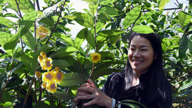 Anna - Người viết câu chuyện Trà Hoa Vàng vùng đất Lâm Đồng Anna - Người viết câu chuyện Trà Hoa Vàng vùng đất Lâm Đồng
