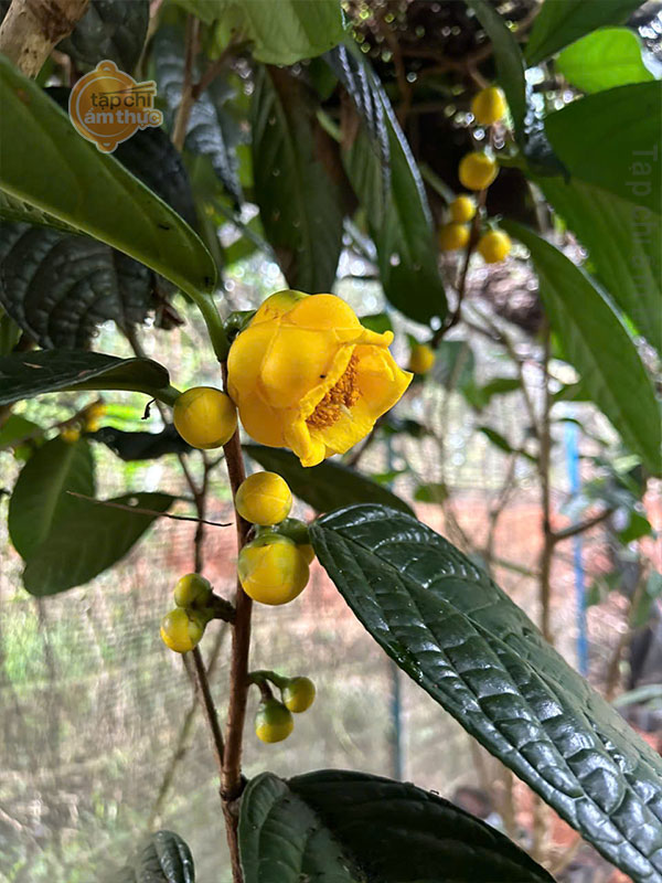 Trà Hoa Vàng và tác dụng tốt với sức khỏe