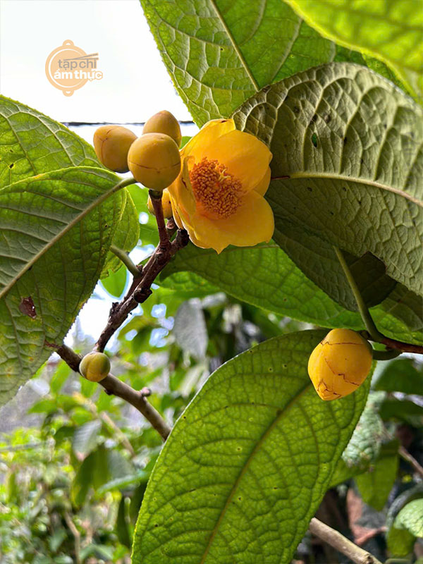 Trà Hoa Vàng và tác dụng tốt với sức khỏe