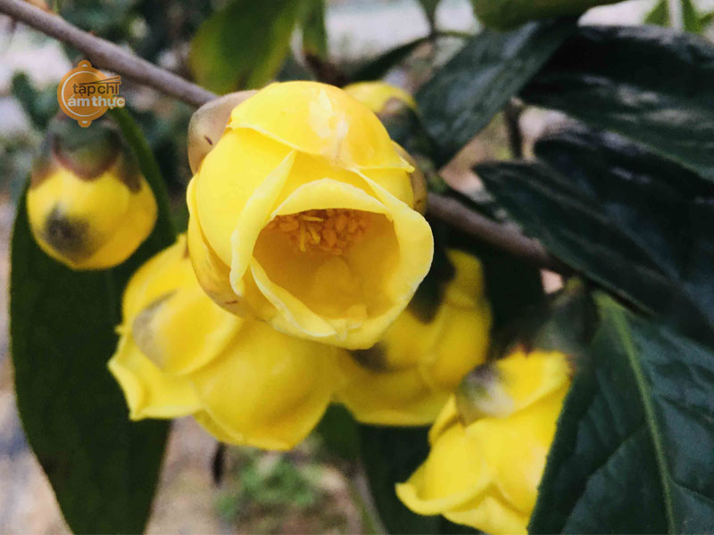 Trà Hoa Vàng và tác dụng tốt với sức khỏe