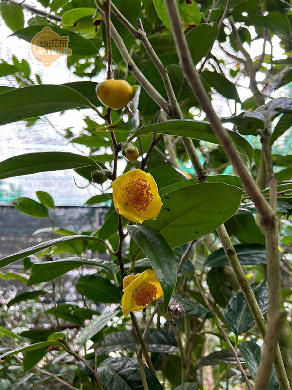 Trà Hoa Vàng và tác dụng tốt với sức khỏe