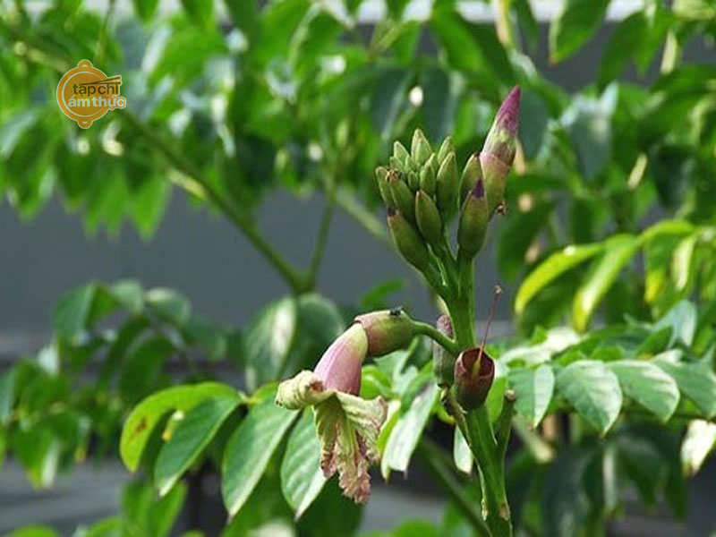 Hoa núc nác xào thịt - hương vị dân dã đậm chất Việt