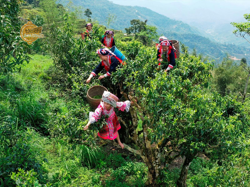 Trà Shan Tuyết và những điều độc đáo Trà Shan Tuyết và những điều độc đáo
