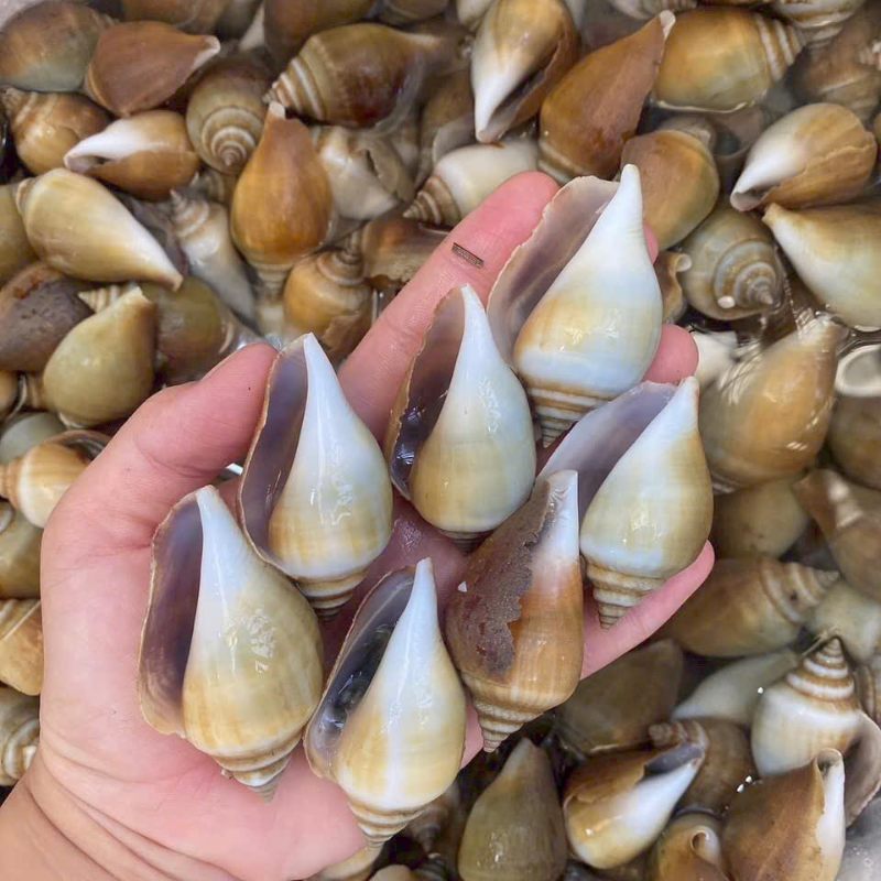 Ốc nhảy Vịnh Đầm Phú Quốc
